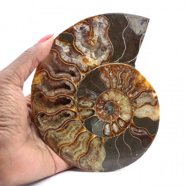 Ammonite segata e lucidata dal Madagascar: splendido pezzo da esposizione