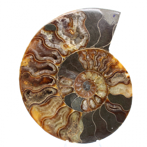 Ammonite segata e lucidata dal Madagascar: splendido pezzo da esposizione