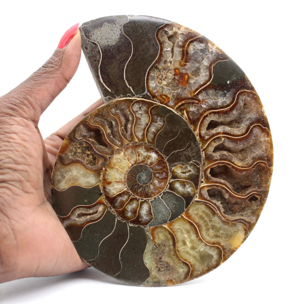Ammonite lucidata per mobili da collezione – Tesoro del Madagascar