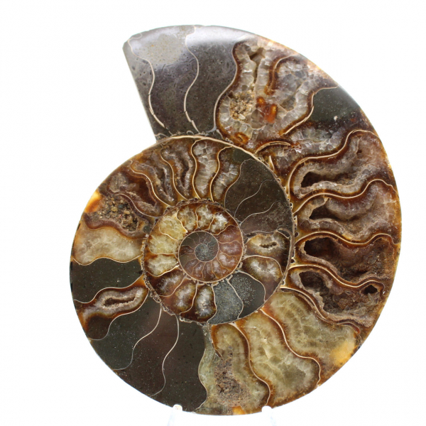 Ammonite lucidata per mobili da collezione – Tesoro del Madagascar