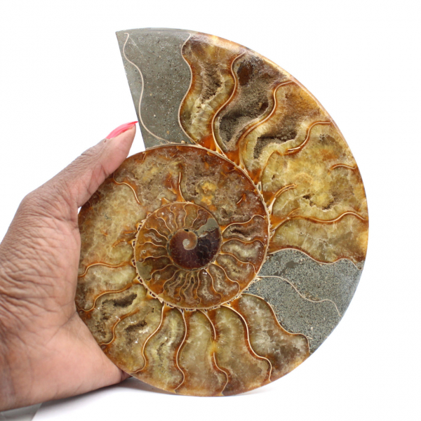 Grande ammonite lucidata – Frammento dell'era mesozoica