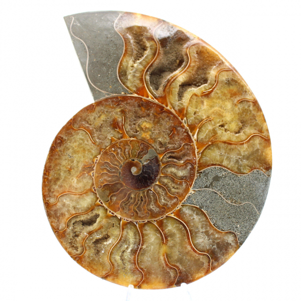 Grande ammonite lucidata – Frammento dell'era mesozoica