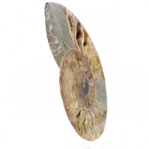 Grande ammonite lucidata – Frammento dell'era mesozoica