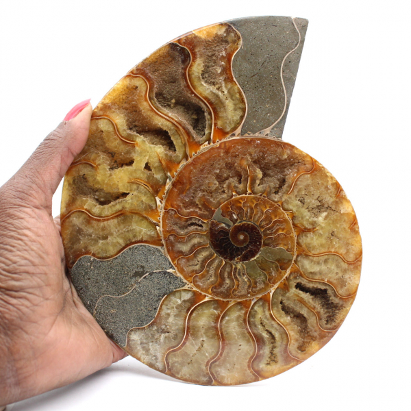 Ammonite segata del Madagascar: un fossile autentico per collezionisti