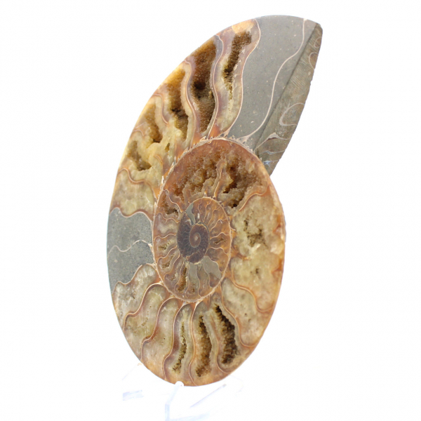 Ammonite segata del Madagascar: un fossile autentico per collezionisti