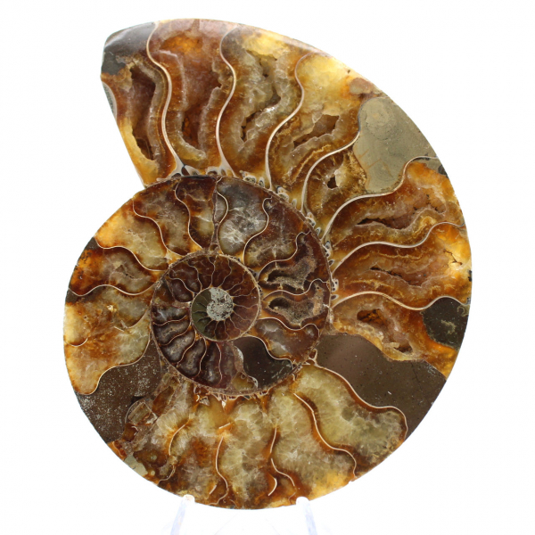 Ammonite del Madagascar lucidata: pezzo forte per l'interior design