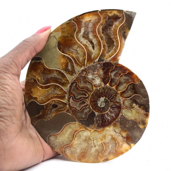 Ammonite lucidata, taglio perfetto – esemplare di scelta
