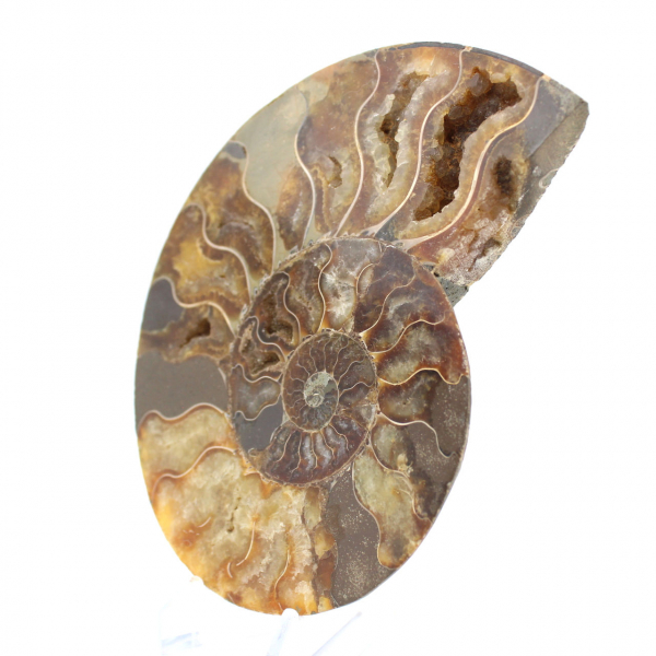 Ammonite lucidata, taglio perfetto – esemplare di scelta