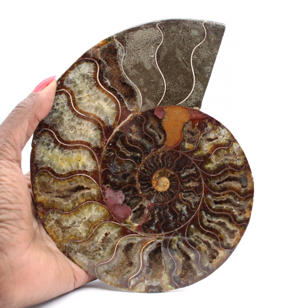 Fossile di ammonite per l'arredamento della casa - Spirale lucidata