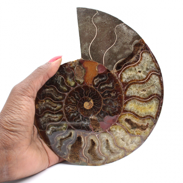 Oggetto da collezione di ammonite dal Madagascar – Taglio segato