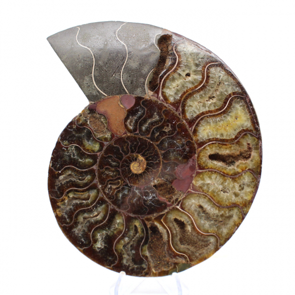 Oggetto da collezione di ammonite dal Madagascar – Taglio segato