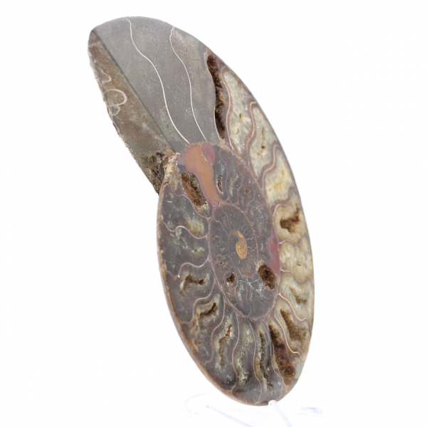 Oggetto da collezione di ammonite dal Madagascar – Taglio segato