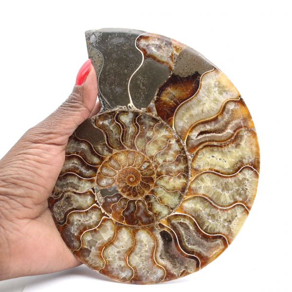 Fossile di ammonite segato e lucidato: brillantezza naturale dal Madagascar