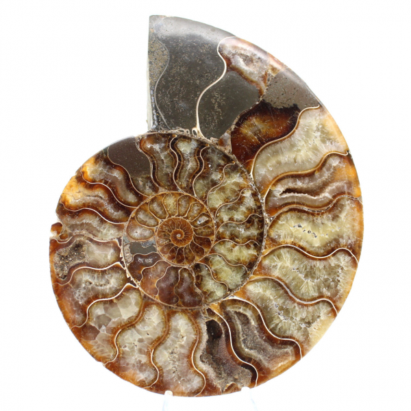 Fossile di ammonite segato e lucidato: brillantezza naturale dal Madagascar