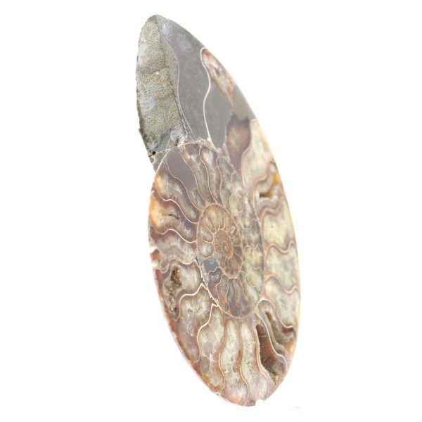 Fossile di ammonite segato e lucidato: brillantezza naturale dal Madagascar