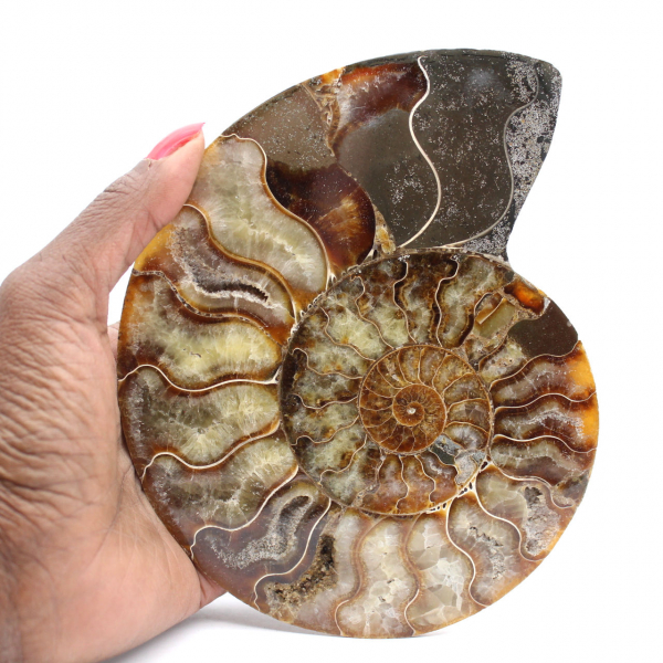 Ammonite fossile segata – Studio e pezzo decorativo