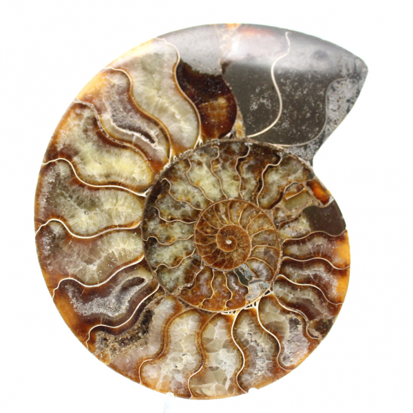 Ammonite fossile segata – Studio e pezzo decorativo