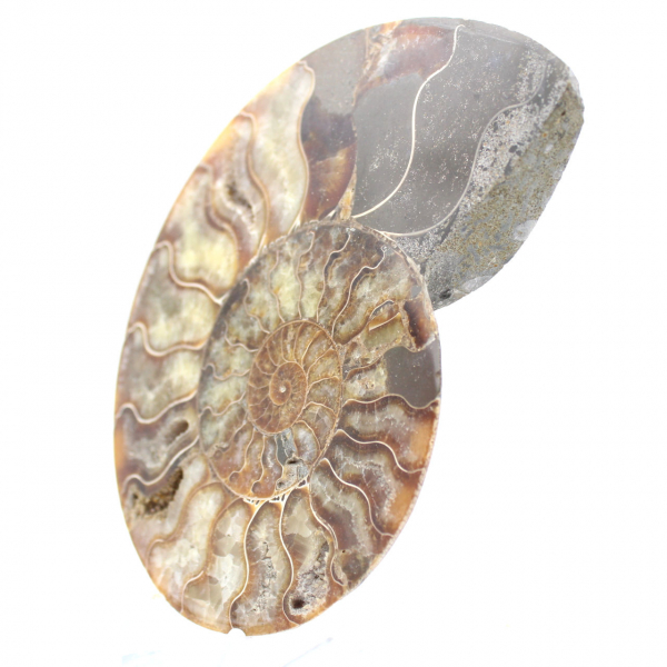 Ammonite fossile segata – Studio e pezzo decorativo
