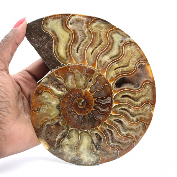 Disegno decorativo di ammonite lucidata – Fossile raro