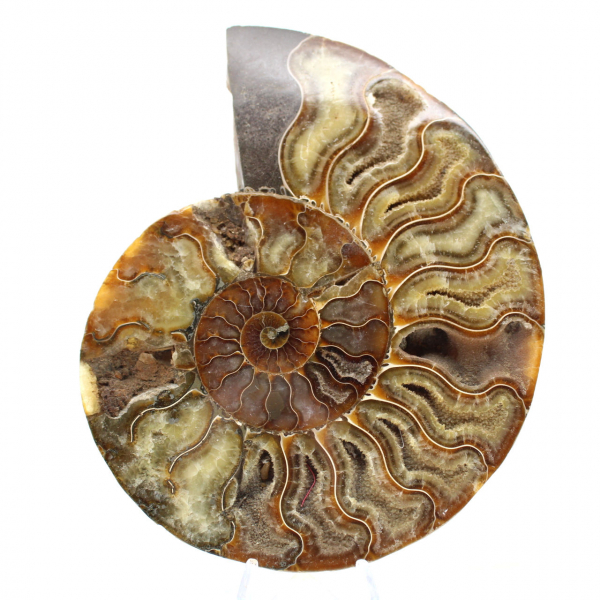 Disegno decorativo di ammonite lucidata – Fossile raro