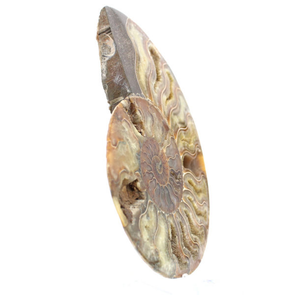 Disegno decorativo di ammonite lucidata – Fossile raro