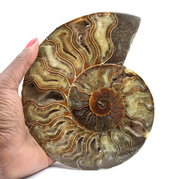 Ammonite fossile naturale lucidata – Decorazione e scienza