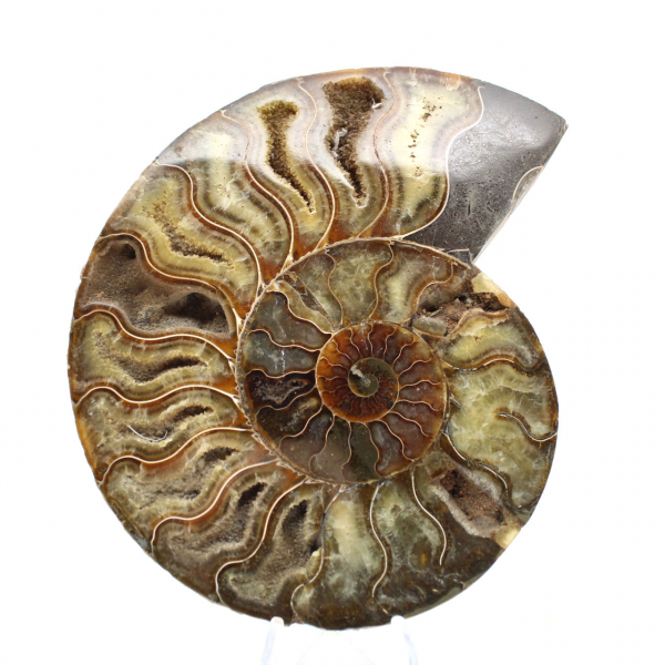 Ammonite fossile naturale lucidata – Decorazione e scienza