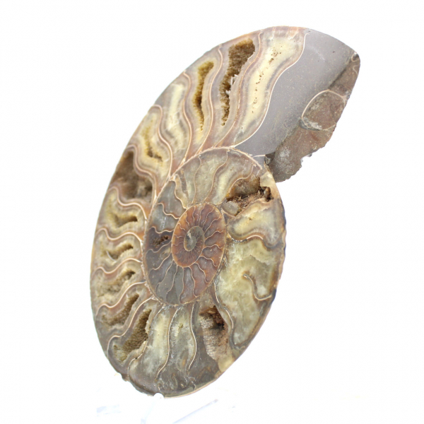 Ammonite fossile naturale lucidata – Decorazione e scienza