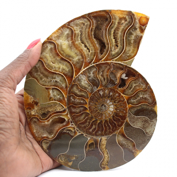 Esemplare di ammonite lucidato dal Madagascar – Elemento decorativo