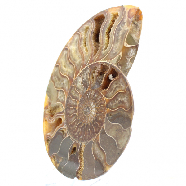 Esemplare di ammonite lucidato dal Madagascar – Elemento decorativo