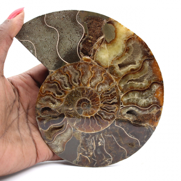 Ammonite lucidata ideale per la decorazione – Fossile storico