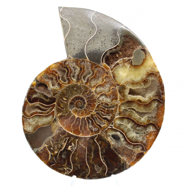 Ammonite lucidata ideale per la decorazione – Fossile storico