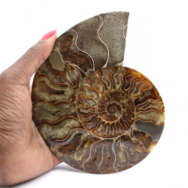 Ammonite fossile lucidata: autenticità e armonia naturale