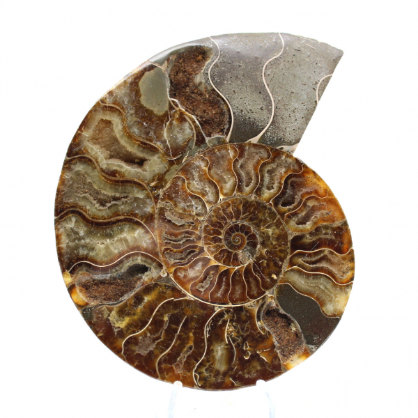 Ammonite fossile lucidata: autenticità e armonia naturale