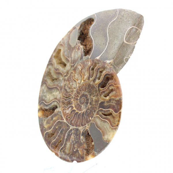 Ammonite fossile lucidata: autenticità e armonia naturale
