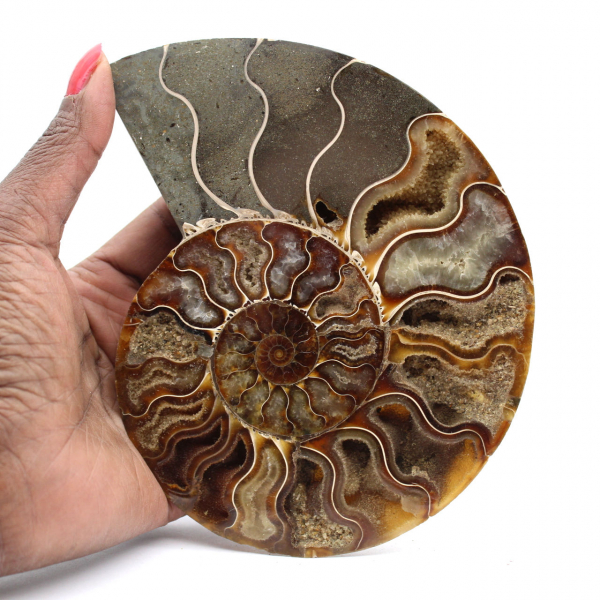 Piccola ammonite del Madagascar lucidata – Regalo scientifico