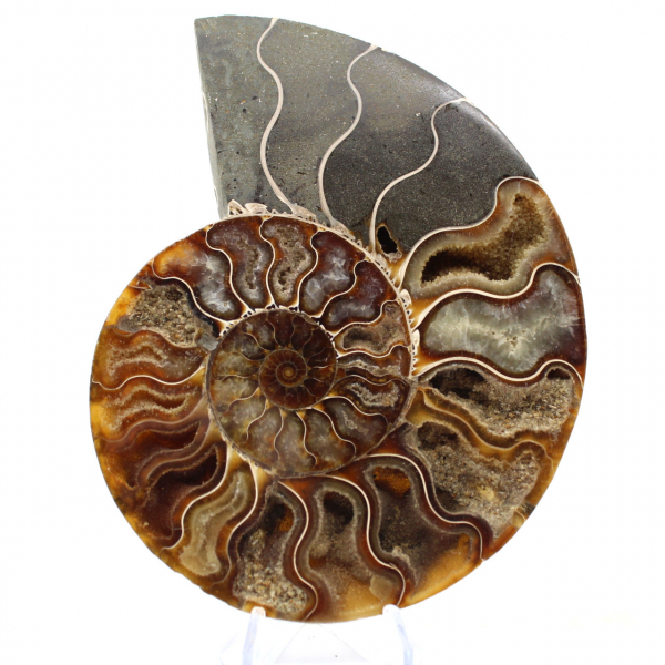 Piccola ammonite del Madagascar lucidata – Regalo scientifico