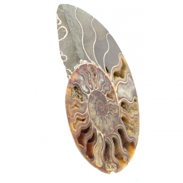 Piccola ammonite del Madagascar lucidata – Regalo scientifico