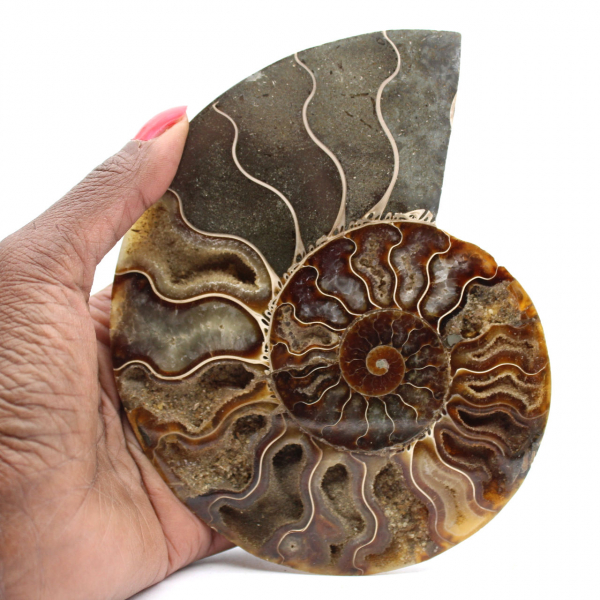 Ammonite fossile segata: autenticità per gli amanti della pietra