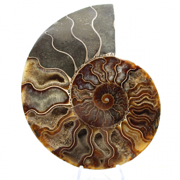 Ammonite fossile segata: autenticità per gli amanti della pietra