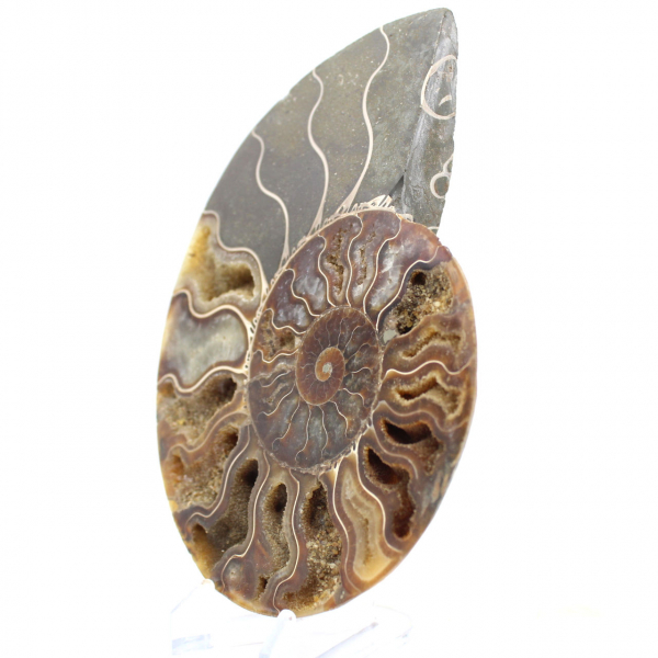 Ammonite fossile segata: autenticità per gli amanti della pietra