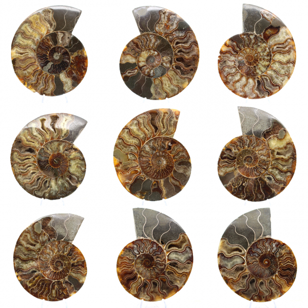 Fossile di ammonite segato e lucidato: brillantezza naturale dal Madagascar