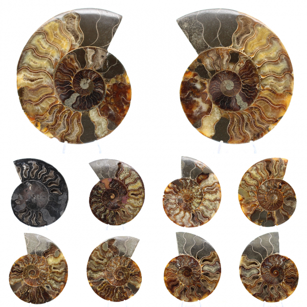 Fossile di ammonite segato e lucidato: brillantezza naturale dal Madagascar
