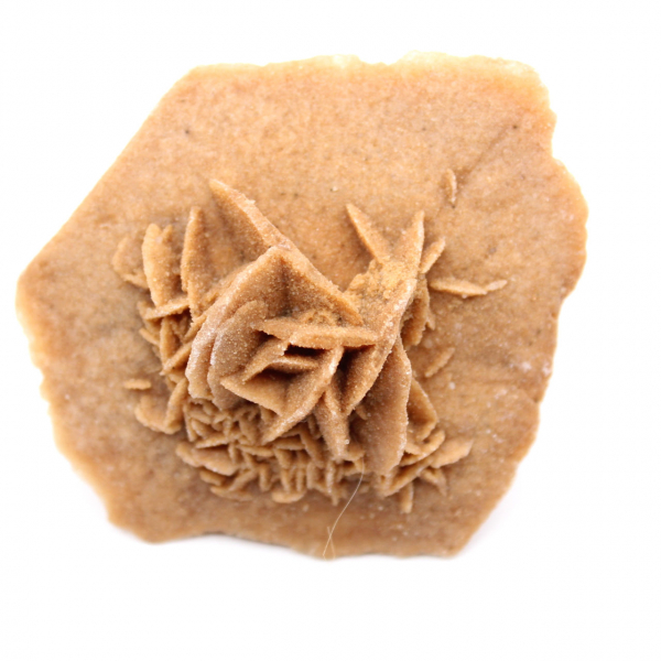 Rosetta in gesso del Marocco: cristallo naturale del Sahara