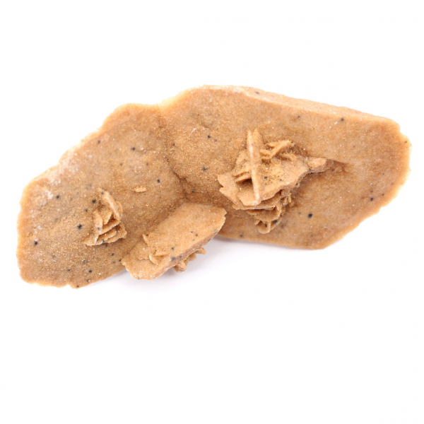 Rosa del deserto allungata del Marocco: un esemplare geologico