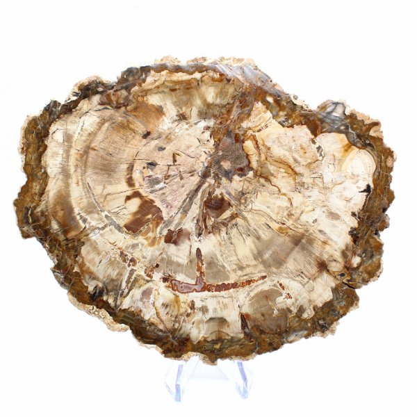 Fetta di legno pietrificato del Madagascar - Esemplare da collezione