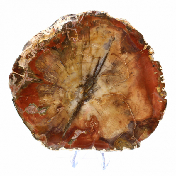 Fetta di legno fossile di Majunga - Oggetto decorativo naturale