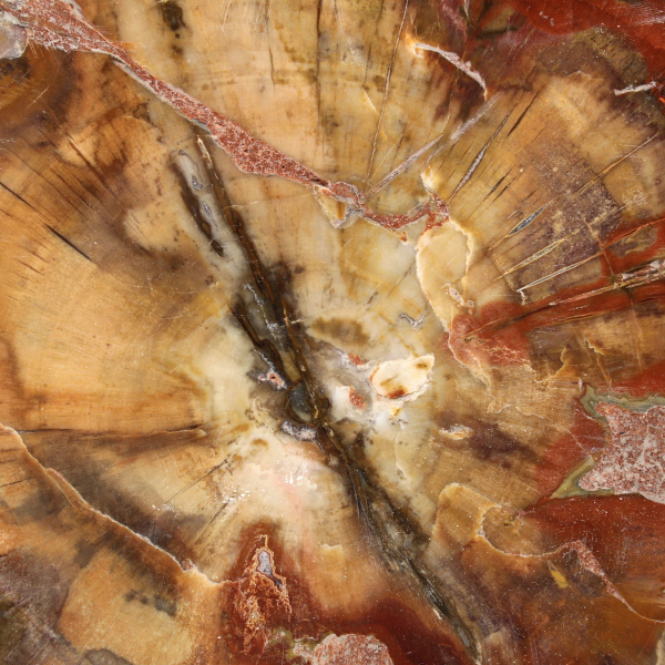 Fetta di legno fossile di Majunga - Oggetto decorativo naturale