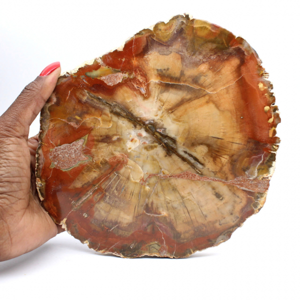 Fetta di legno fossile di Majunga - Oggetto decorativo naturale