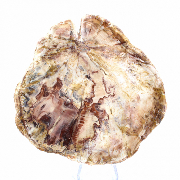 Legno pietrificato del Madagascar - Sezione lucidata per collezionisti